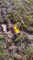 Crocus angustifolius