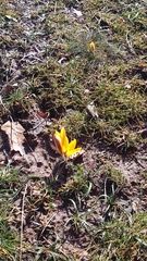 Crocus angustifolius