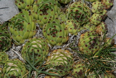 Sempervivum vicentei