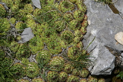 Sempervivum vicentei