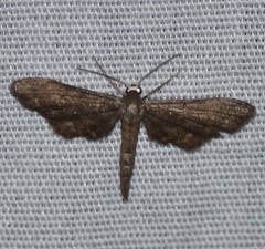 Protoproutia laredoata