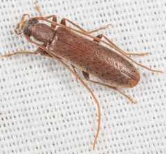Sparedrus aspersus