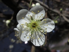 Prunus mume