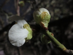 Prunus mume