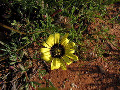 Osteospermum scariosum