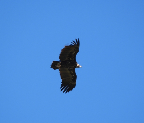 Buitre negro (Aegypius monachus)