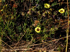 Osteospermum scariosum