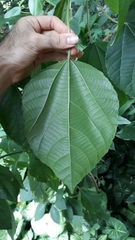 Alchornea glandulosa