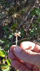 Monardella hypoleuca lanata