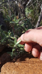 Monardella hypoleuca lanata