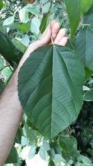 Alchornea glandulosa