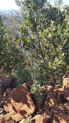 Monardella hypoleuca lanata