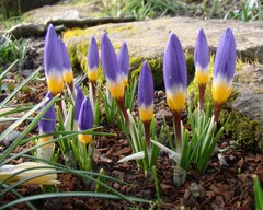 Crocus sublimis