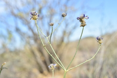 Psorothamnus emoryi arenarius