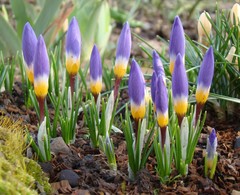 Crocus sublimis