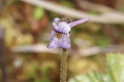 Hairy Butterwort (Pinguicula villosa)