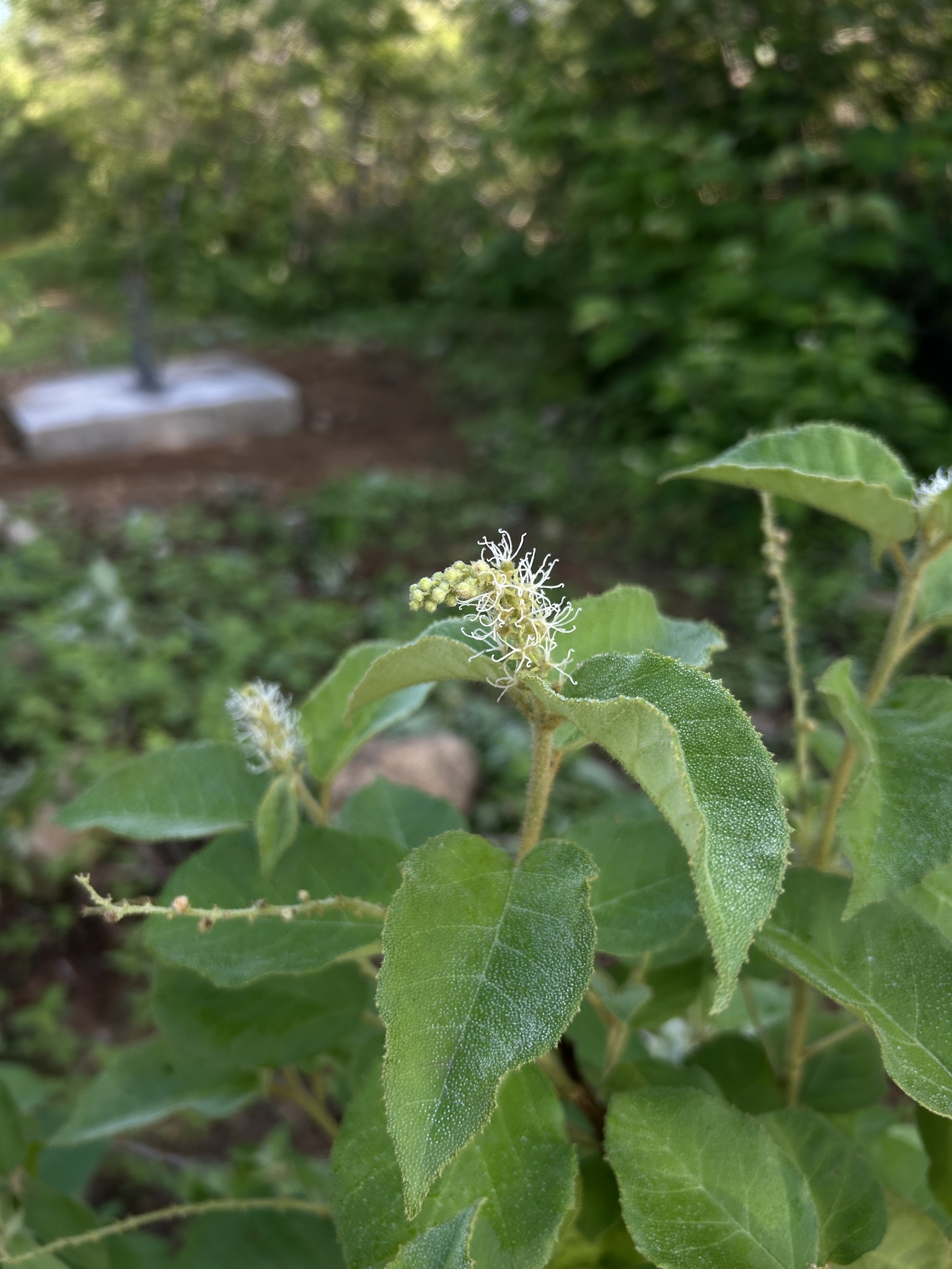 Croton heliotropiifolius