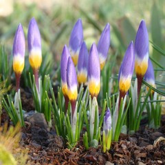 Crocus sublimis