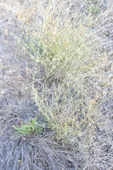 Psorothamnus emoryi arenarius