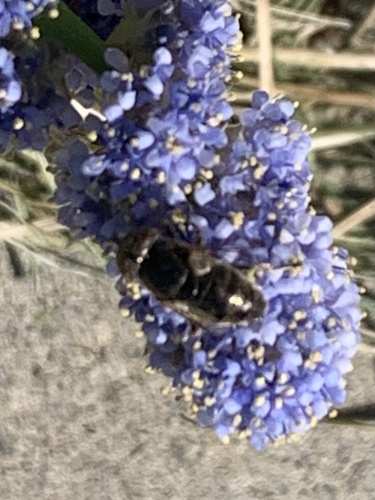 Unknown species found near Cordelia Rd, Fairfield, CA, US