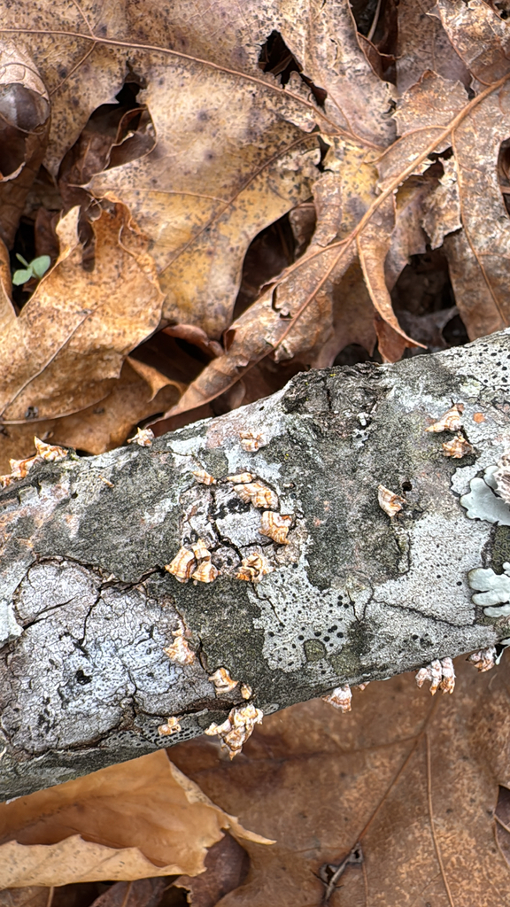 Stereum complicatum · March 2026 · photo: © richard176 (iNaturalist, cc0)