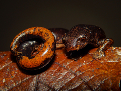 Yarmal Mushroomtongue Salamander photo 3