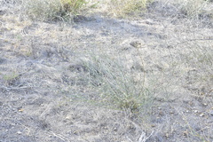 Psorothamnus emoryi arenarius