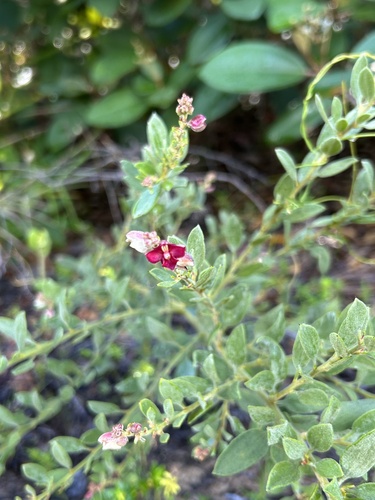 Krameria tomentosa, 2026-03-08