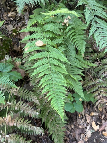 iNaturalist observation photo of coastal woodfern