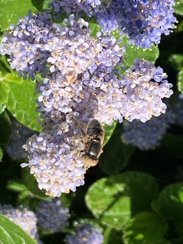 Unknown species found near Cordelia Rd, Fairfield, CA, US