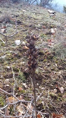Asphodeline taurica