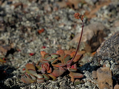 Crassula pubescens
