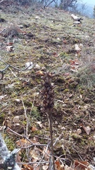 Asphodeline taurica