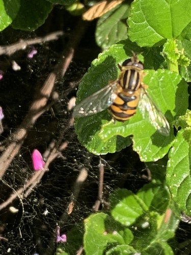 Unknown species found near Cordelia Rd, Fairfield, CA, US