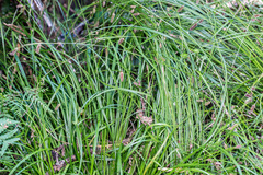 Carex solandri