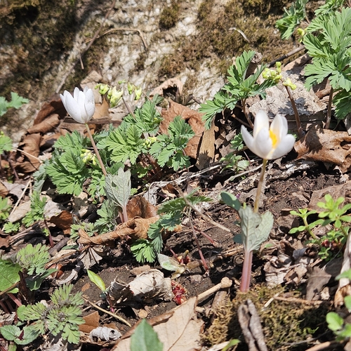 bloodroot