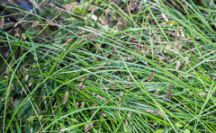 Carex solandri