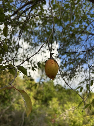 Mangabaeira (Hancornia speciosa)