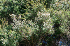 Kunzea robusta