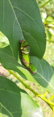Lepidoptera