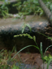 Setaria geminata