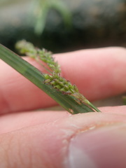Setaria geminata