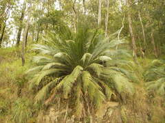 Macrozamia johnsonii