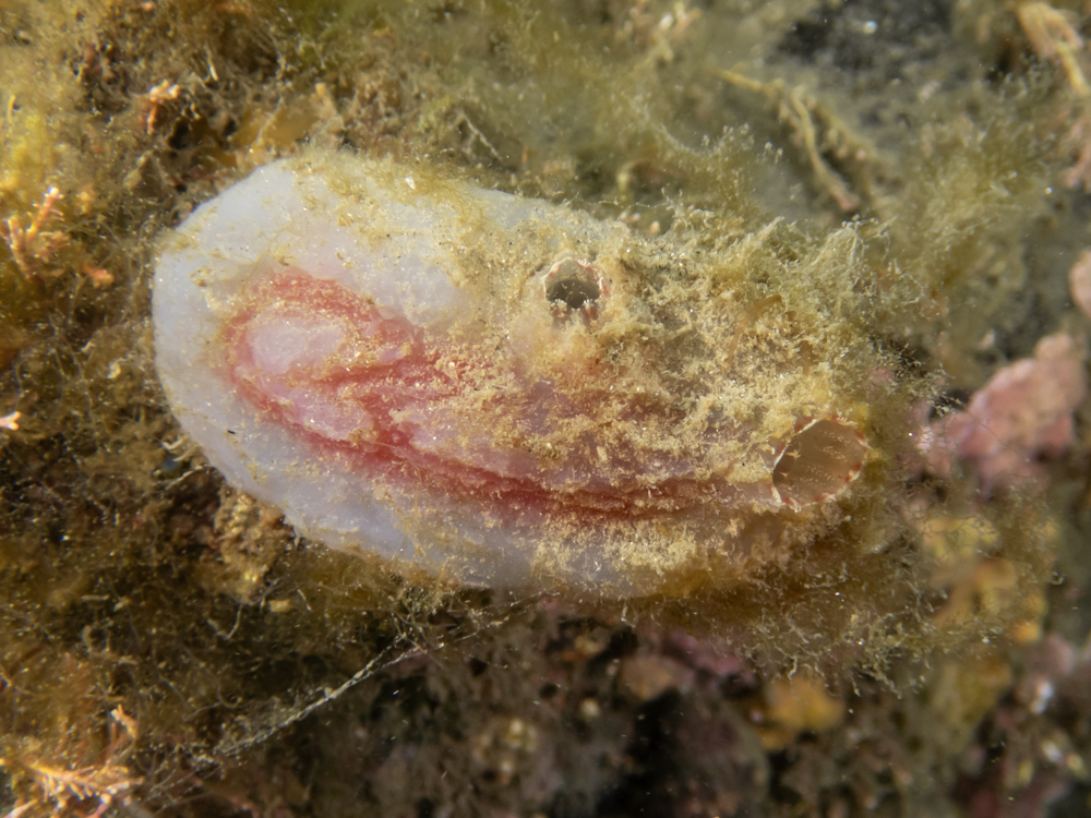 Ascidiella aspersa (Müller, 1776)
