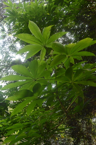 Aesculus assamica, photograph 2
