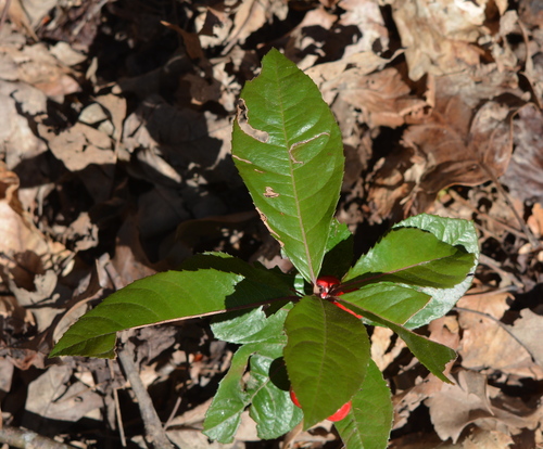 Image of Ardisia japonica by (c) Amber M. King, some rights reserved (CC BY)