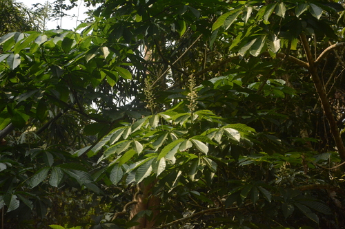 Aesculus assamica
