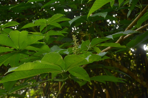Aesculus assamica, photograph 1