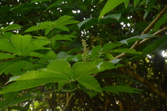 Aesculus assamica, photograph (c) Siddarth Machado, some rights reserved (CC BY)