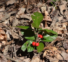 Ardisia japonica